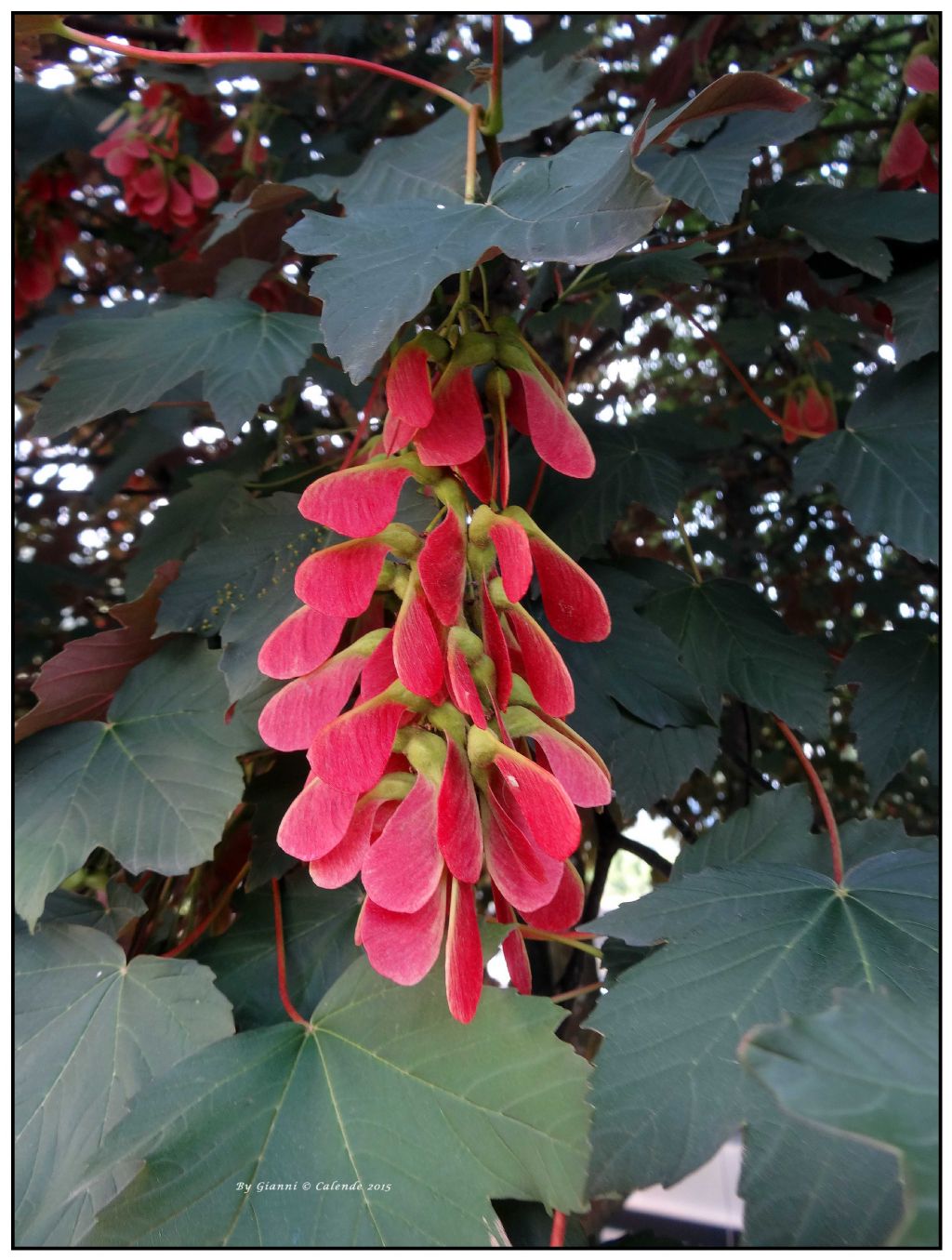 Acer pseudoplatanus / Acero di monte